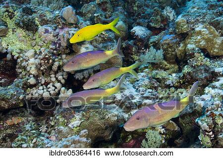 Shoal of Goldspotted Goatfish (Parupeneus cyclostomus), St. Johns, Red Sea, Egypt, Africa View Large Photo Image Stock Photograph - Shoal of Goldspotted Goatfish (Parupeneus cyclostomus), St. Johns, Red Sea, Egypt, Africa. Fotosearch