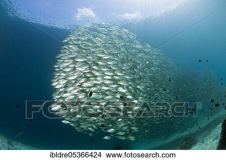 Shoal of ox-eye mackerel (Selar boops), Florida Islands, Solomon Islands, Oceania View Large Photo Image Picture - Shoal of ox-eye mackerel (Selar boops), Florida Islands, Solomon Islands, Oceania. Fotosearch
