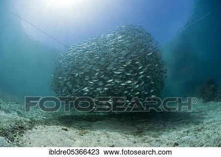 Shoal of ox-eye mackerel (Selar boops), Florida Islands, Solomon Islands, Oceania View Large Photo Image Stock Image - Shoal of ox-eye mackerel (Selar boops), Florida Islands, Solomon Islands, Oceania. Fotosearch
