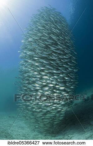 Shoal of ox-eye mackerel (Selar boops), Florida Islands, Solomon Islands, Oceania View Large Photo Image Stock Photo - Shoal of ox-eye mackerel (Selar boops), Florida Islands, Solomon Islands, Oceania. Fotosearch