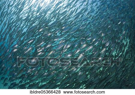 Shoal of ox-eye mackerel (Selar boops), Florida Islands, Solomon Islands, Oceania View Large Photo Image Stock Photo - Shoal of ox-eye mackerel (Selar boops), Florida Islands, Solomon Islands, Oceania. Fotosearch