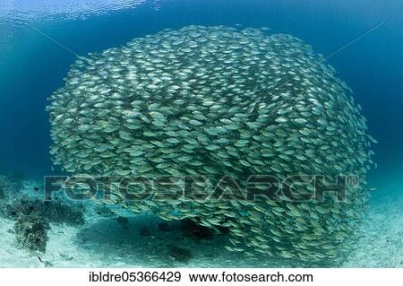 Stock Photo - Shoal of ox-eye mackerel (Selar boops), Florida Islands, Solomon Islands, Oceania. Fotosearch