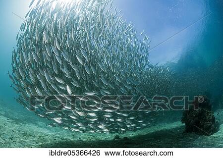 Shoal of ox-eye mackerel (Selar boops), Florida Islands, Solomon Islands, Oceania View Large Photo Image Stock Photograph - Shoal of ox-eye mackerel (Selar boops), Florida Islands, Solomon Islands, Oceania. Fotosearch