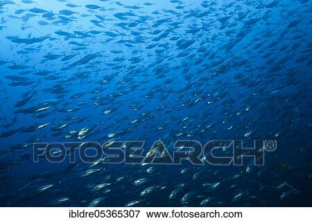 Shoal of Pacific bonito, Sarda chiliensis chiliensis, San Benedicto, Revillagigedo Islands, Mexico, Central America View Large Photo Image Stock Photo - Shoal of Pacific bonito, Sarda chiliensis chiliensis, San Benedicto, Revillagigedo Islands, Mexico, Central America. Fotosearch