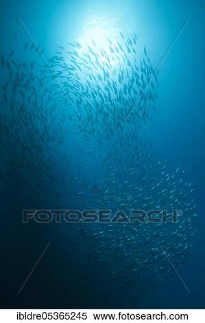 Stock Photography - Shoal of Pacific bonito, Sarda chiliensis chiliensis, Socorro, Revillagigedo Islands, Mexico, Central America. Fotosearch