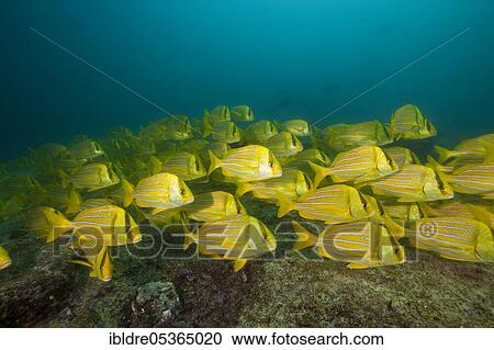Shoal of panama pigfish, Anisotremus taeniatus, Cabo Pulmo Marine National Park, Baja California Sur, Mexico, Central America View Large Photo Image Stock Image - Shoal of panama pigfish, Anisotremus taeniatus, Cabo Pulmo Marine National Park, Baja California Sur, Mexico, Central America. Fotosearch