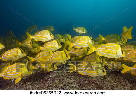 Shoal of panama pigfish, Anisotremus taeniatus, Cabo Pulmo Marine National Park, Baja California Sur, Mexico, Central America View Large Photo Image Stock Image - Shoal of panama pigfish, Anisotremus taeniatus, Cabo Pulmo Marine National Park, Baja California Sur, Mexico, Central America. Fotosearch