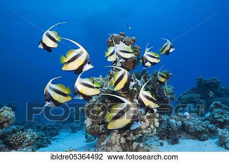 Shoal of Red Sea Bannerfish (Heniochus intermedius), Shaab Claudio, Red Sea, Egypt, Africa View Large Photo Image Stock Image - Shoal of Red Sea Bannerfish (Heniochus intermedius), Shaab Claudio, Red Sea, Egypt, Africa. Fotosearch