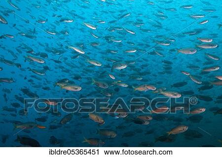 Stock Image - Shoal of swallowtail damselfish, Chromis punctipinnis, San Martin Island, Mexico, Central America. Fotosearch