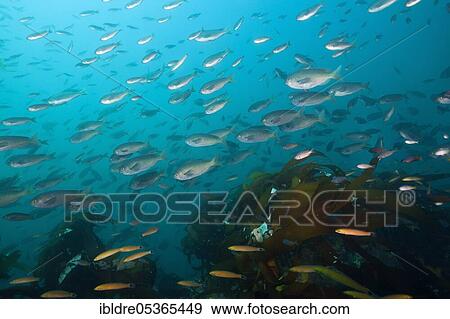 Shoal of swallowtail damselfish, Chromis punctipinnis, San Martin Island, Mexico, Central America View Large Photo Image Stock Photo - Shoal of swallowtail damselfish, Chromis punctipinnis, San Martin Island, Mexico, Central America. Fotosearch