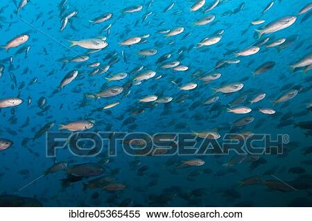 Shoal of swallowtail damselfish, Chromis punctipinnis, San Martin Island, Mexico, Central America View Large Photo Image Stock Photography - Shoal of swallowtail damselfish, Chromis punctipinnis, San Martin Island, Mexico, Central America. Fotosearch