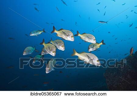 Shoal of yellowfin grunts (Anisotremus interruptus), Socorro, Revillagigedo Islands, Mexico, Central America View Large Photo Image Stock Photo - Shoal of yellowfin grunts (Anisotremus interruptus), Socorro, Revillagigedo Islands, Mexico, Central America. Fotosearch