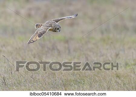 Picture - Short-eared owl (Asio flammeus), Cuxhaven, Lower Saxony, Germany, Europe. Fotosearch