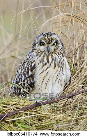 Picture - Short-eared owl (Asio flammeus), Cuxhaven, Lower Saxony, Germany, Europe. Fotosearch