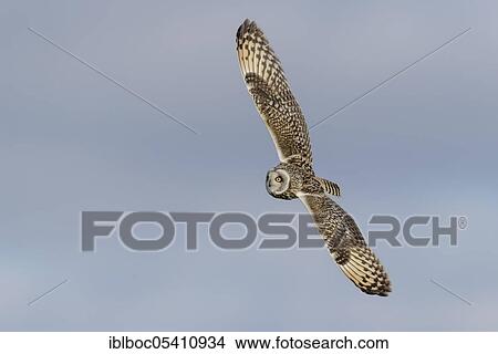 Picture - Short-eared owl (Asio flammeus), Cuxhaven, Lower Saxony, Germany, Europe. Fotosearch
