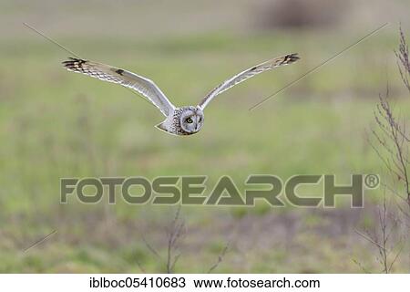 Stock Image - Short-eared owl (Asio flammeus), Cuxhaven, Lower Saxony, Germany, Europe. Fotosearch