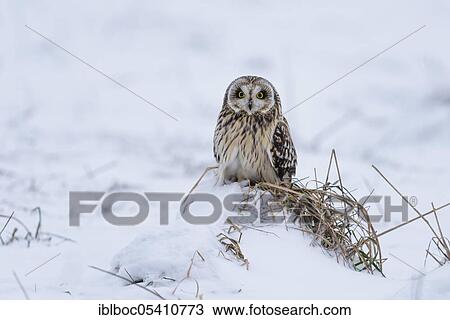 Short-eared owl (Asio flammeus), Cuxhaven, Lower Saxony, Germany, Europe View Large Photo Image Stock Image - Short-eared owl (Asio flammeus), Cuxhaven, Lower Saxony, Germany, Europe. Fotosearch