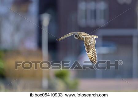 Short-eared owl (Asio flammeus), Cuxhaven, Lower Saxony, Germany, Europe View Large Photo Image Stock Image - Short-eared owl (Asio flammeus), Cuxhaven, Lower Saxony, Germany, Europe. Fotosearch