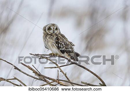 Stock Photograph - Short-eared owl (Asio flammeus), Cuxhaven, Lower Saxony, Germany, Europe. Fotosearch