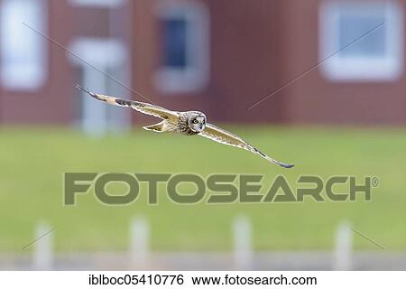 Short-eared owl (Asio flammeus), Cuxhaven, Lower Saxony, Germany, Europe View Large Photo Image Stock Photograph - Short-eared owl (Asio flammeus), Cuxhaven, Lower Saxony, Germany, Europe. Fotosearch