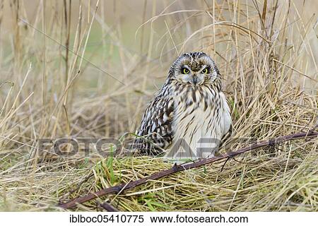 Stock Photography - Short-eared owl (Asio flammeus), Cuxhaven, Lower Saxony, Germany, Europe. Fotosearch