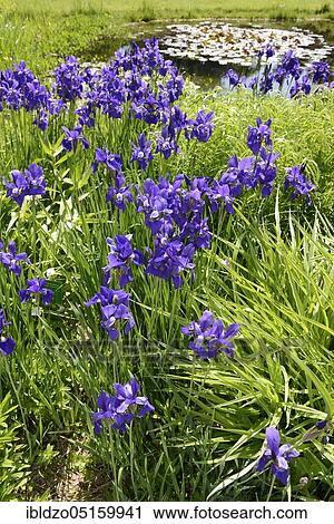 Siberian iris (Iris sibirica), variety Lake Constance View Large Photo Image Stock Image - Siberian iris (Iris sibirica), variety Lake Constance. Fotosearch