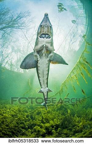 Siberian sturgeon, Baden-Württemberg (Acipenser baeri), Germany, Europe View Large Photo Image Stock Image - Siberian sturgeon, Baden-Württemberg (Acipenser baeri), Germany, Europe. Fotosearch
