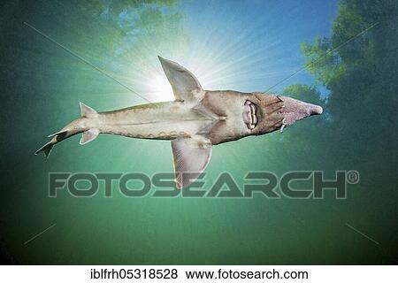 Stock Photo - Siberian sturgeon, Baden-Württemberg (Acipenser baeri), Germany, Europe. Fotosearch