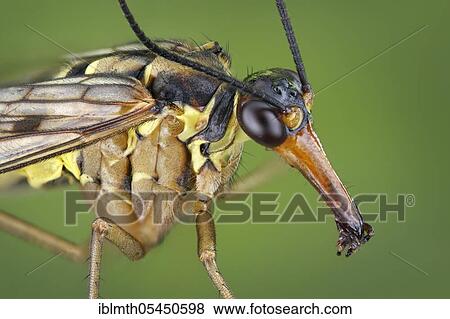 Stock Photo - Side view of a scorpion fly (Panorpa communis) with beak-like extended mouth parts. Fotosearch