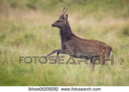 Stock Image - Sika deer (Cervus nippon) male, Denmark, Europe. Fotosearch