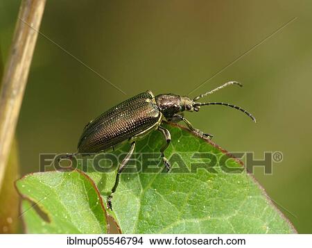 Picture - Silky cane beetle, Plateumaris sericea. Fotosearch