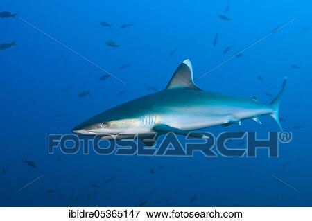 Silvertip Shark (Carcharhinus albimarginatus), Roca Partida, Revillagigedo Islands, Mexico, Central America View Large Photo Image Stock Photo - Silvertip Shark (Carcharhinus albimarginatus), Roca Partida, Revillagigedo Islands, Mexico, Central America. Fotosearch