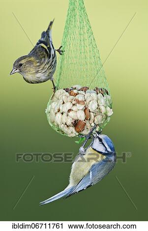 Siskin (Carduelis spinus) and Blue tit (Parus caeruleus) at winter feeding, North Rhine-Westphalia, Germany, Europe View Large Photo Image Stock Image - Siskin (Carduelis spinus) and Blue tit (Parus caeruleus) at winter feeding, North Rhine-Westphalia, Germany, Europe. Fotosearch