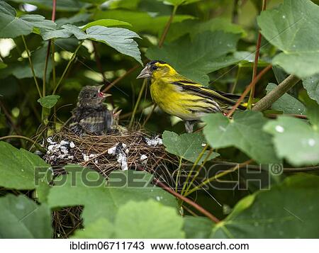 Stock Image - Siskin (Carduelis spinus) at nest with young birds, North Rhine-Westphalia, Germany, Europe. Fotosearch