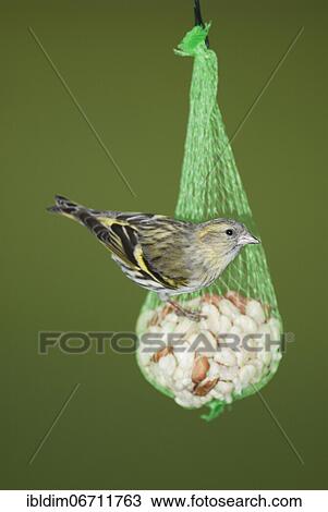 Siskin (Carduelis spinus) at winter feeding, North Rhine-Westphalia, Germany, Europe View Large Photo Image Stock Image - Siskin (Carduelis spinus) at winter feeding, North Rhine-Westphalia, Germany, Europe. Fotosearch