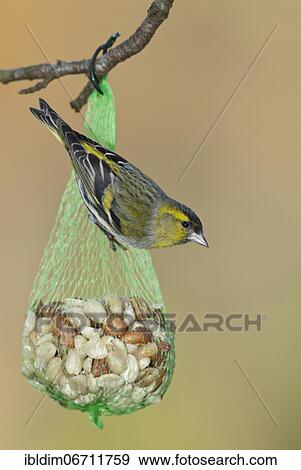 Siskin (Carduelis spinus) at winter feeding, North Rhine-Westphalia, Germany, Europe View Large Photo Image Stock Photo - Siskin (Carduelis spinus) at winter feeding, North Rhine-Westphalia, Germany, Europe. Fotosearch