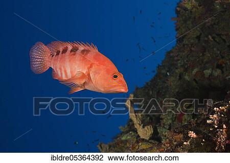 Six-spotted grouper, Cephalopholis sexmaculata, Rocky Island, Red Sea, Egypt, Africa View Large Photo Image Stock Image - Six-spotted grouper, Cephalopholis sexmaculata, Rocky Island, Red Sea, Egypt, Africa. Fotosearch