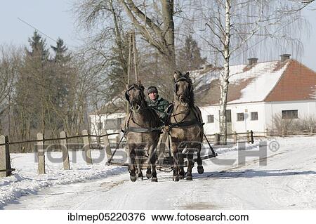 Sleds with Konik horses, Janow Podlaski Stud Farm, Poland, Europe View Large Photo Image Stock Photograph - Sleds with Konik horses, Janow Podlaski Stud Farm, Poland, Europe. Fotosearch