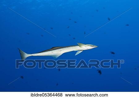 Slender Suckerfish (Echeneis naucrates), St. Johns, Red Sea, Egypt, Africa View Large Photo Image Stock Photo - Slender Suckerfish (Echeneis naucrates), St. Johns, Red Sea, Egypt, Africa. Fotosearch