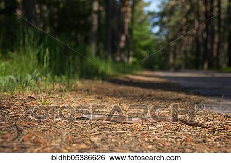 Stock Photograph - Slow worm (Anguis fragilis), Darß, Darßwald, Mecklenburg-Western Pomerania, National Park Vorpommersche Boddenlandschaft, Germany, Europe. Fotosearch
