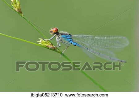 Small Red-eyed Damselfly (Erythromma viridulum) Nettetal, North Rhine-Westphalia, Germany, Europe View Large Photo Image Stock Image - Small Red-eyed Damselfly (Erythromma viridulum) Nettetal, North Rhine-Westphalia, Germany, Europe. Fotosearch