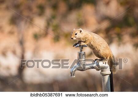 Stock Image - Smith's bush squirrel (Paraxerus cepapi), Botswana, Africa. Fotosearch