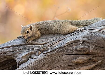Stock Image - Smith's bush squirrel (Paraxerus cepapi), Botswana, Africa. Fotosearch