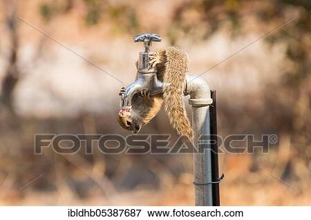 Stock Photo - Smith's bush squirrel (Paraxerus cepapi), Botswana, Africa. Fotosearch