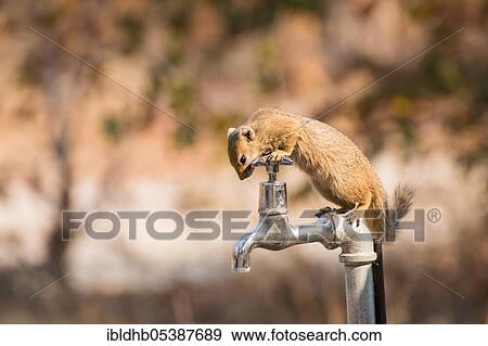 Stock Photo - Smith's bush squirrel (Paraxerus cepapi), Botswana, Africa. Fotosearch