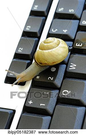 Stock Photo - Snail on keyboard of computer, slow internet, slowness, slow, snail pace. Fotosearch