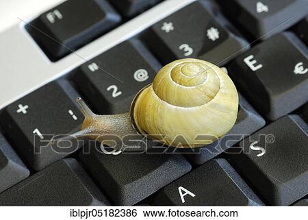 Snail on keyboard of computer, slow internet, slowness, slow, snail pace View Large Photo Image Stock Photograph - Snail on keyboard of computer, slow internet, slowness, slow, snail pace. Fotosearch