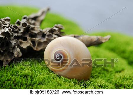Snail shell on moss cushion View Large Photo Image Stock Photograph - Snail shell on moss cushion. Fotosearch
