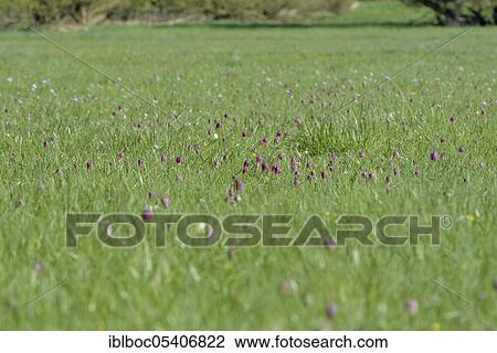 Stock Image - Snake's Head Fritillary (Fritillaria meleagris), Juliusplate, Lower Saxony, Germany, Europe. Fotosearch
