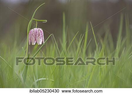 Snake's Head Fritillary (Fritillaria meleagris), Sauerland, North Rhine-Westphalia, Germany, Europe View Large Photo Image Stock Image - Snake's Head Fritillary (Fritillaria meleagris), Sauerland, North Rhine-Westphalia, Germany, Europe. Fotosearch